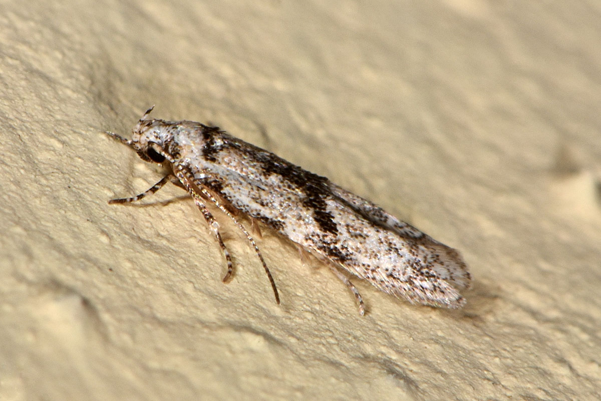 Stenolechia gemmella, Gelechiidae